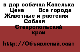 в дар собачка Капелька › Цена ­ 1 - Все города Животные и растения » Собаки   . Ставропольский край